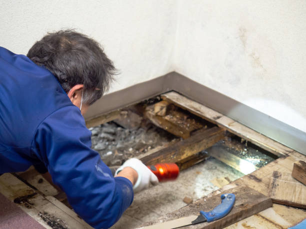 Best Professional Mold Removal  in Cochituate, MA