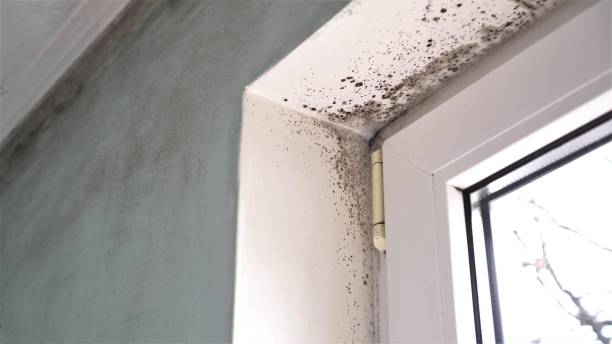 Best Toxic Mold Removal  in Cochituate, MA