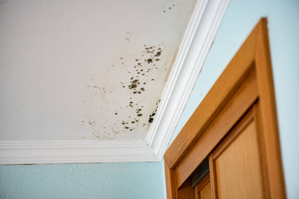 Best Affordable Mold Removal  in Cochituate, MA