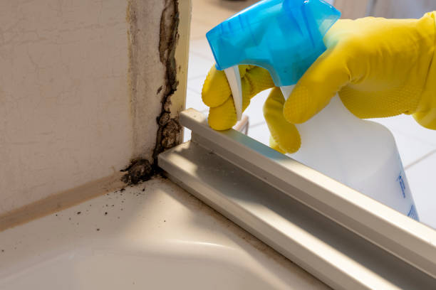 Best Professional Mold Removal  in Cochituate, MA