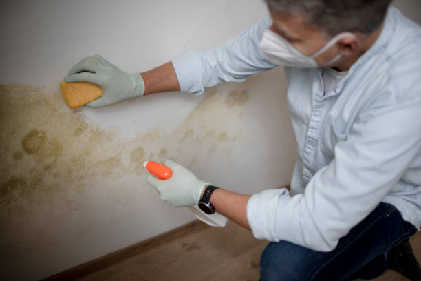 Best Mold Cleaning Services  in Cochituate, MA