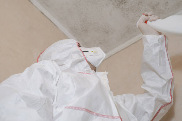 Mold Removal and Inspection in Cochituate, MA