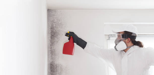 Cochituate, MA Mold Removal Company