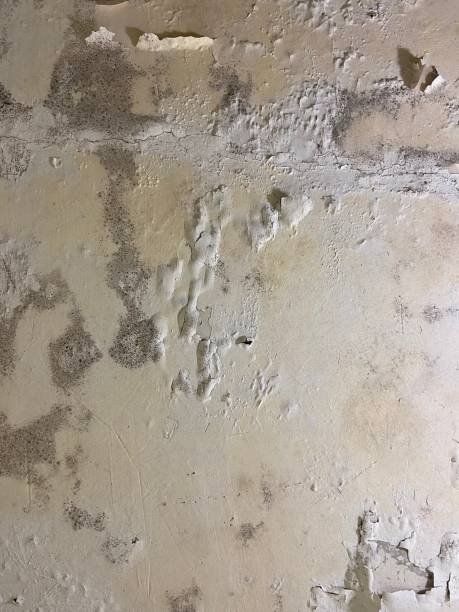 Best Mold Remediation  in Cochituate, MA