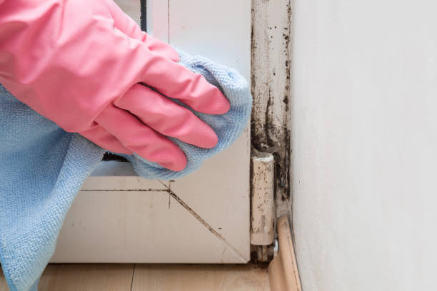 Best Office Mold Removal Services  in Cochituate, MA