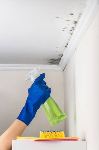 Best Mold Removal Near Me  in Cochituate, MA