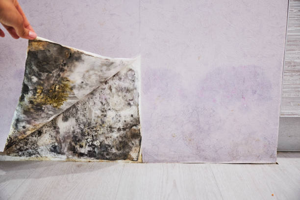 Water Damage Restoration in Cochituate, MA